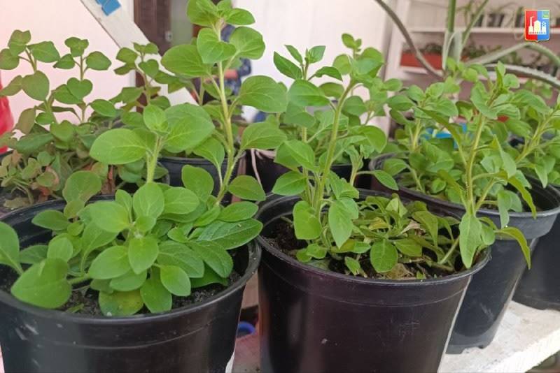 8 7